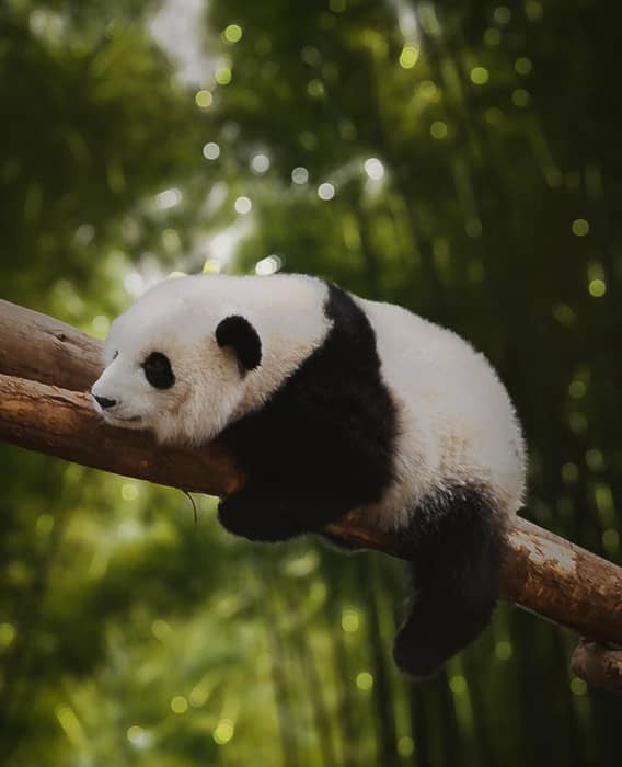 Baby panda sitting on a branch